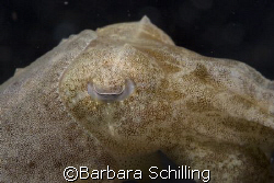  This cute little cuttlefish just wanted to have its pict... by Barbara Schilling 